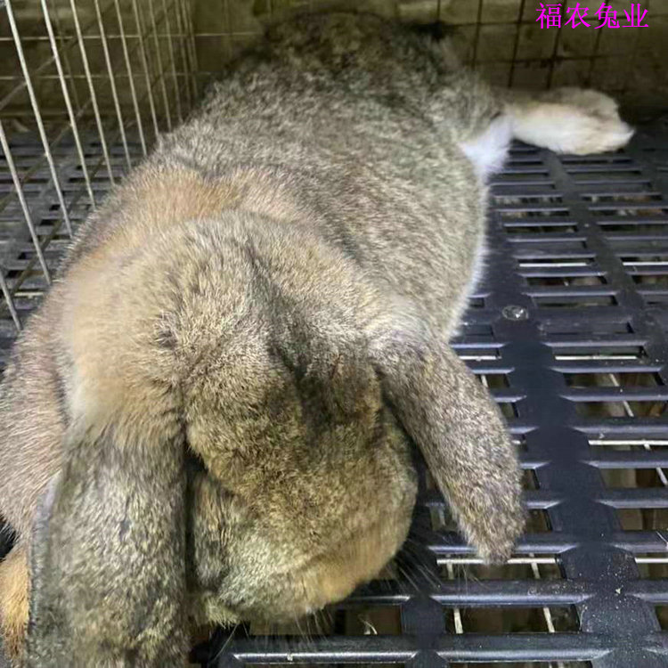 30斤公羊兔照片图片