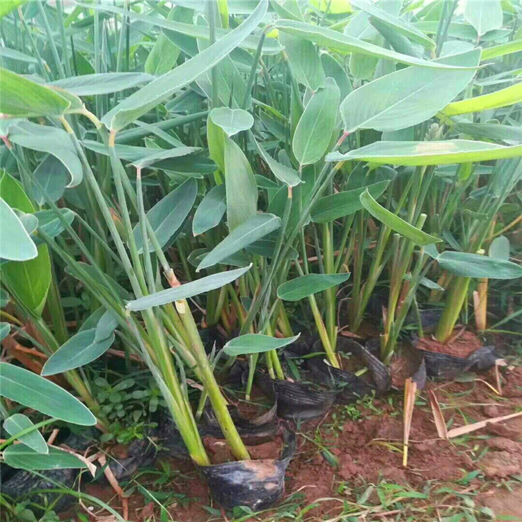 再力花出售 福建盆栽再力花