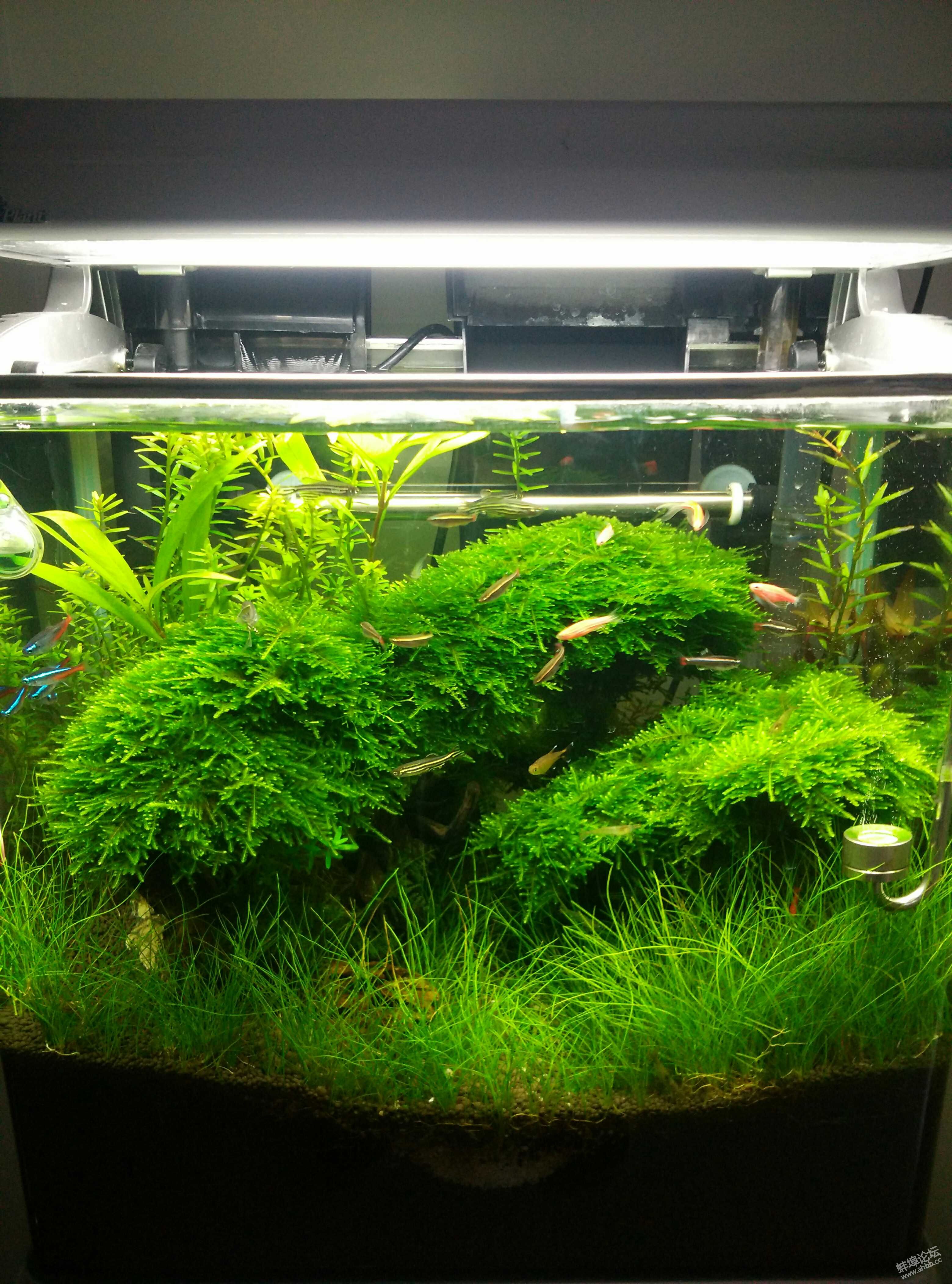 鱼缸水草在哪里批发水草种植基地养殖技术指导