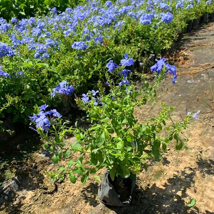 蓝雪花批发福建蓝雪花苗园区绿化植物