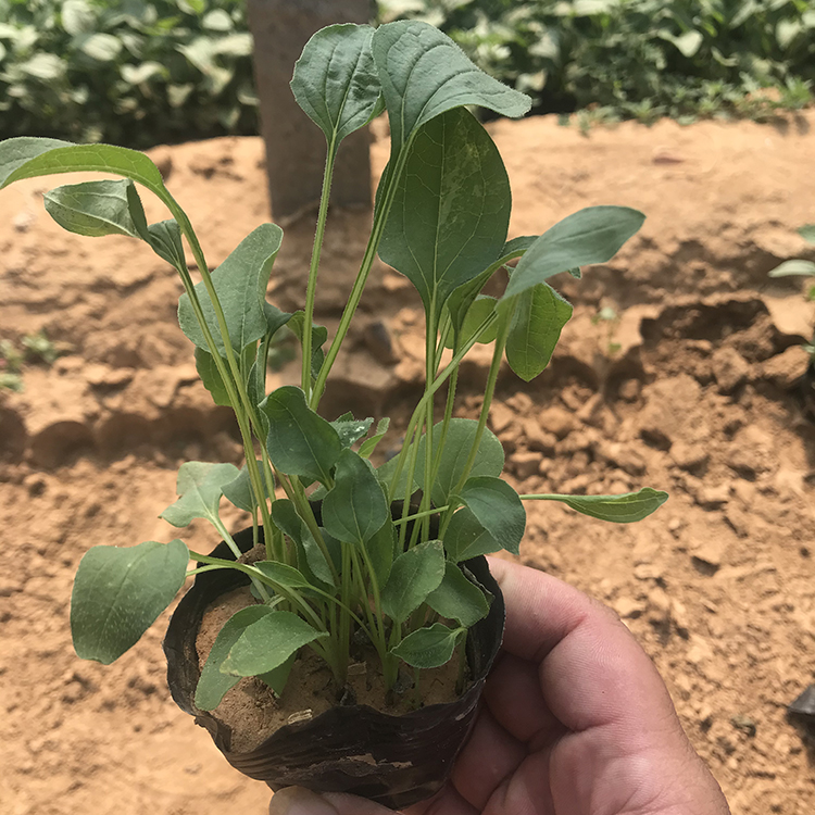 远森出售松果菊小苗松果菊报价量大价优