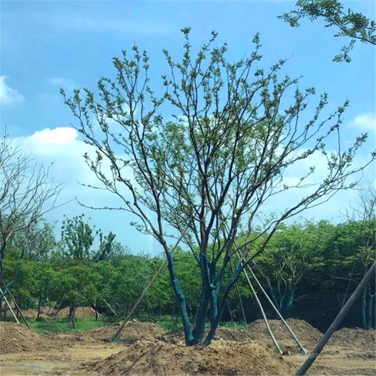 出售乌桕漳州丛生乌桕树成活率高绿化工程苗木