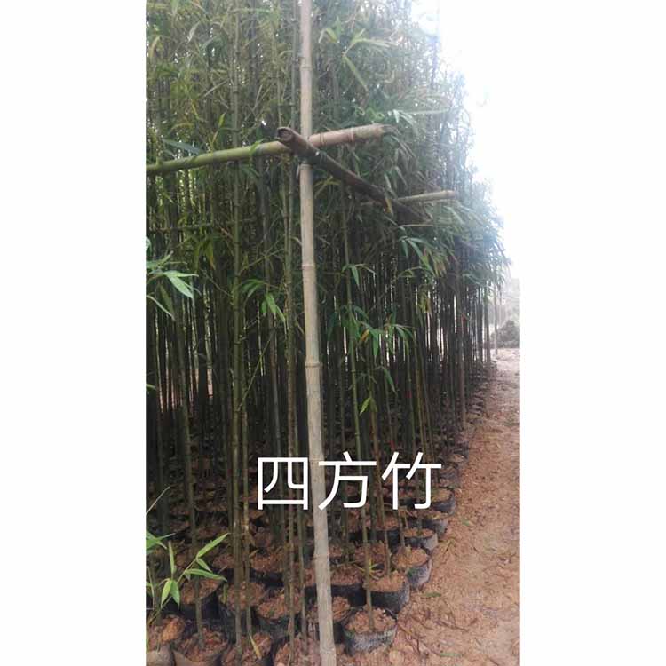 四方竹袋苗方竹杯苗基地批發量大從優各種觀賞竹子供應