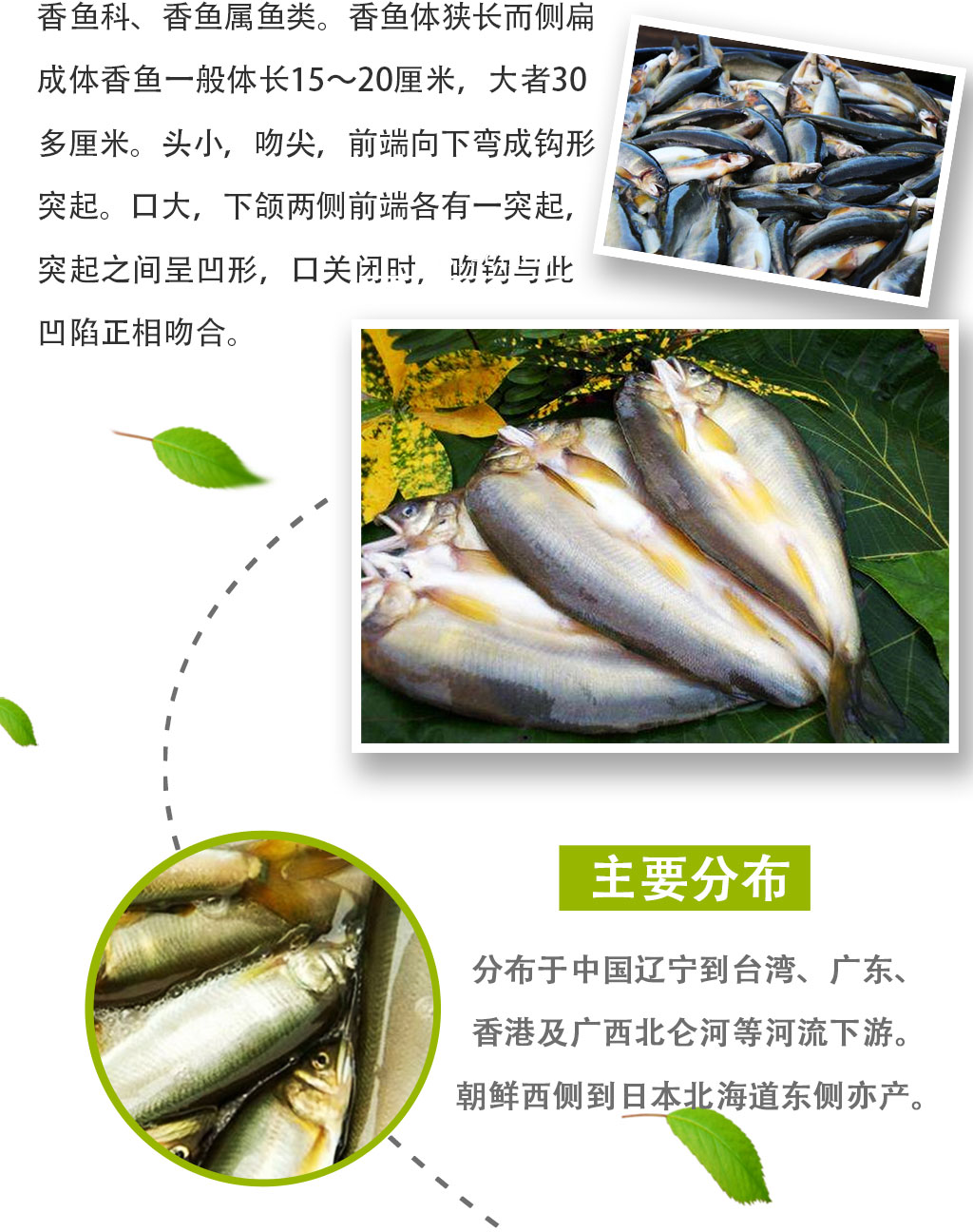 全国香鱼批发 香鱼苗养殖加盟合作厂家 冷鲜香鱼价格 香鱼冷鲜鱼批发