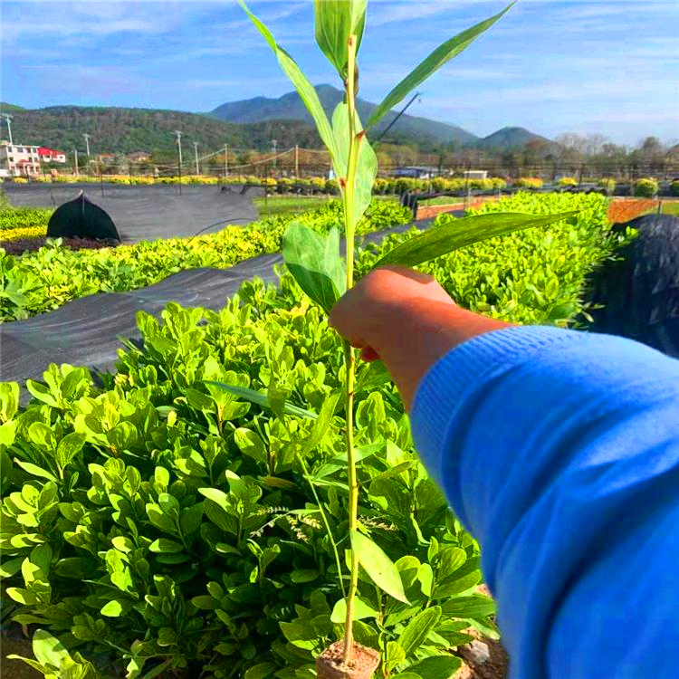 供應大葉相思河南馬佔相思樹苗