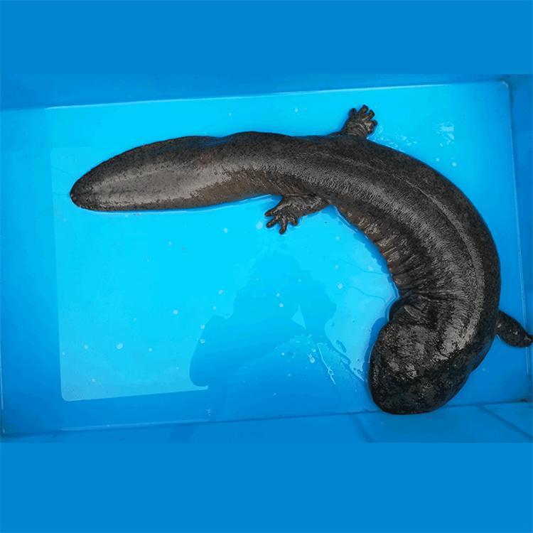 大鲵云南娃娃鱼厂家生态养殖鲜活娃娃鱼厂家出售