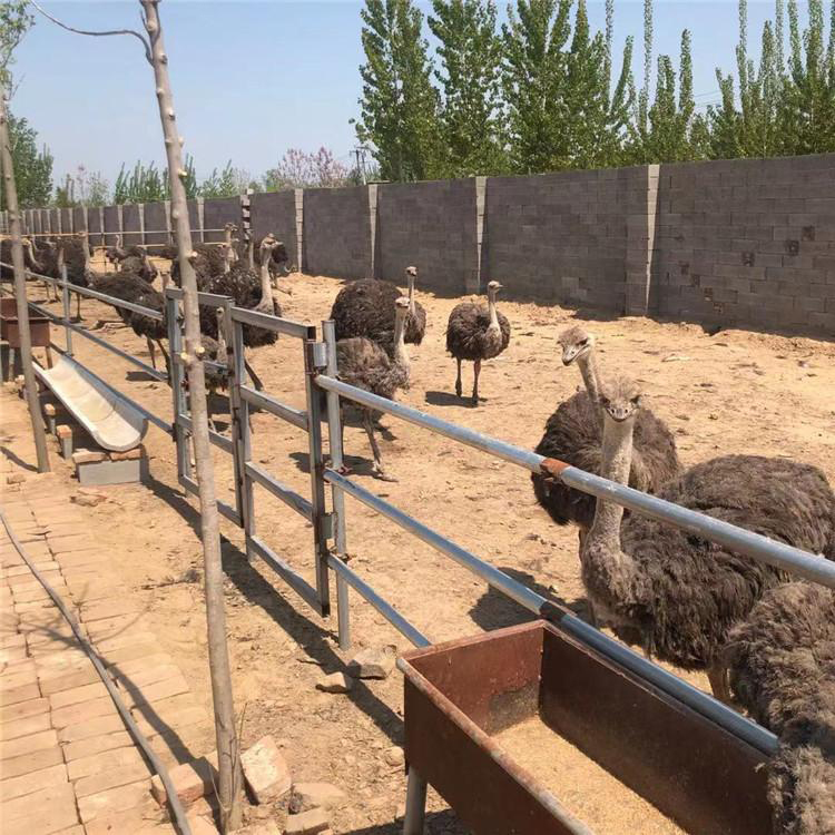 供应成年鸵鸟养殖 山东鸵鸟养殖场 嘉大 市场行情