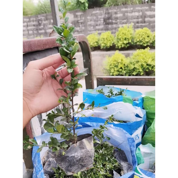 高度20厘米福建茶袋苗批发 福建茶杯苗 道路两旁绿化地被苗