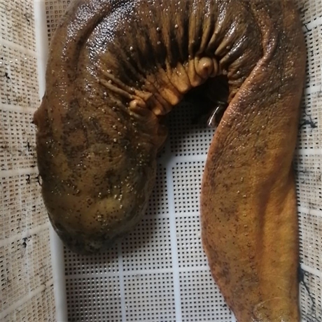 大鲵云南娃娃鱼养殖基地外塘娃娃鱼基地大量出售