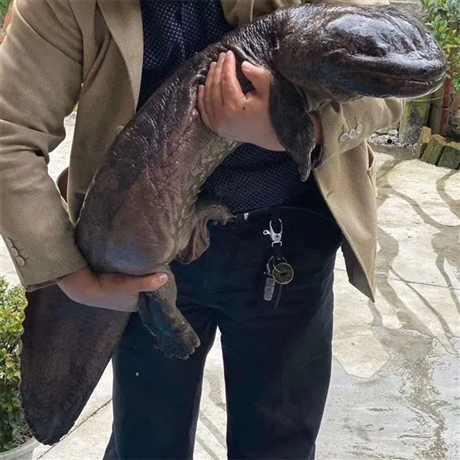 大鲵云南娃娃鱼养殖基地外塘娃娃鱼基地大量出售