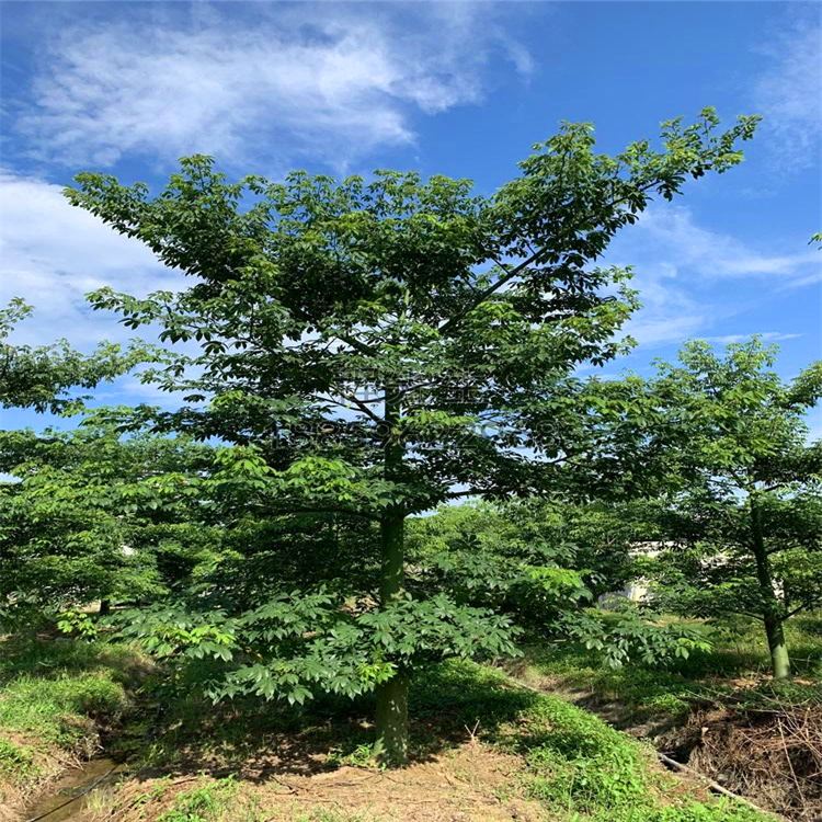 美人樹種植基地美麗異木棉海南大腹木棉綠化景觀樹