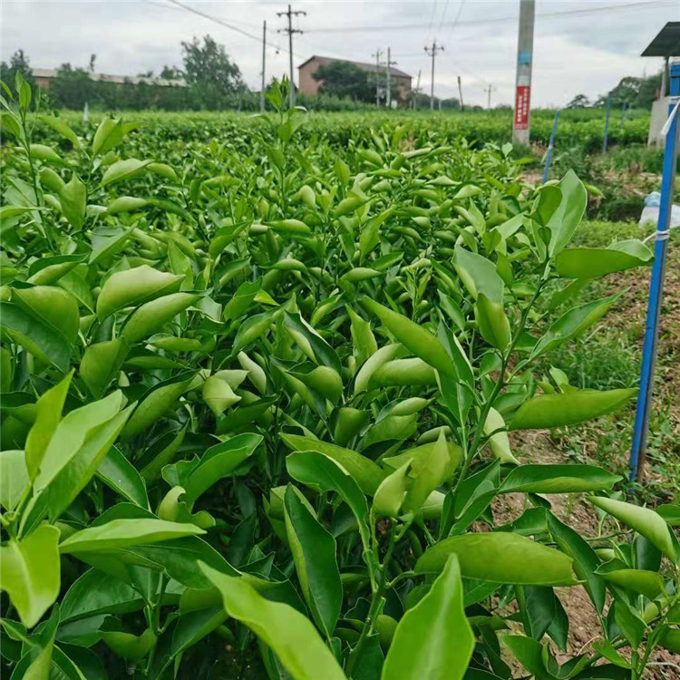 脐橙树苗图片价格(脐橙树怎么种植成活率高)