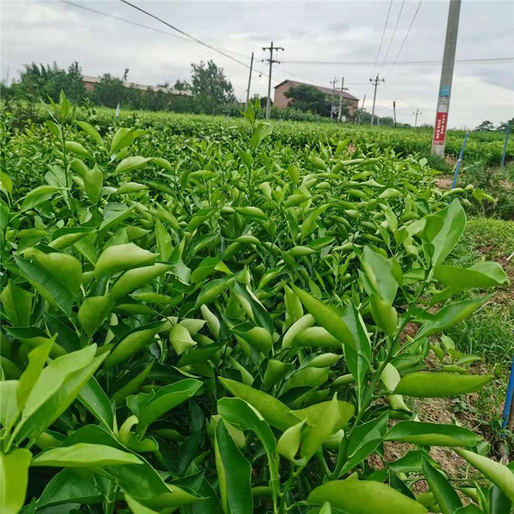 四川血橙苗塔罗科血橙苗橙子苗批发价格