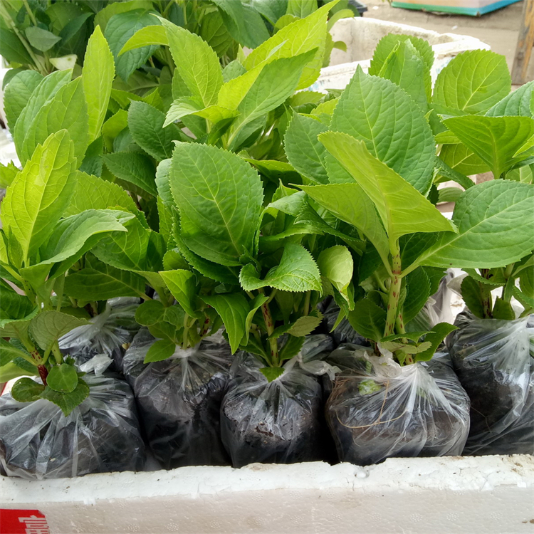 八仙花 无尽夏绣球 别墅小区绿化小苗 园林观赏景观花苗 根系好花量大