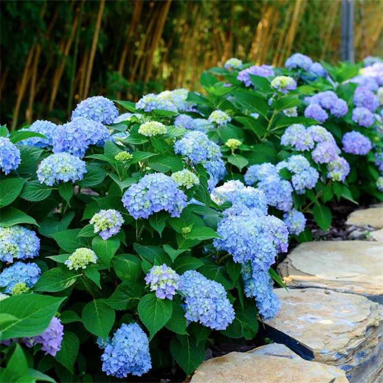 八仙花 无尽夏绣球 别墅小区绿化小苗 园林观赏景观花苗 根系好花量大