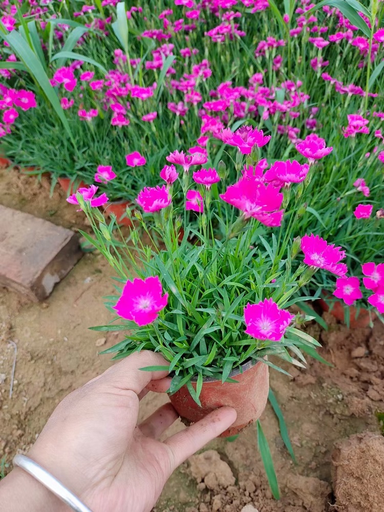 三季開花歐石竹山東宿根地被種植基地宿根草花歐石竹