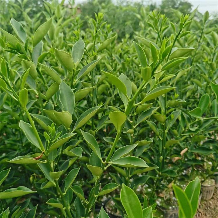 脆蜜金柑果树苗 四川果木源苗木 脆蜜金柑幼苗批发