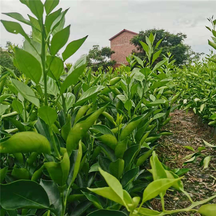 纽荷尔脐橙苗 四川纽荷尔脐橙苗批发