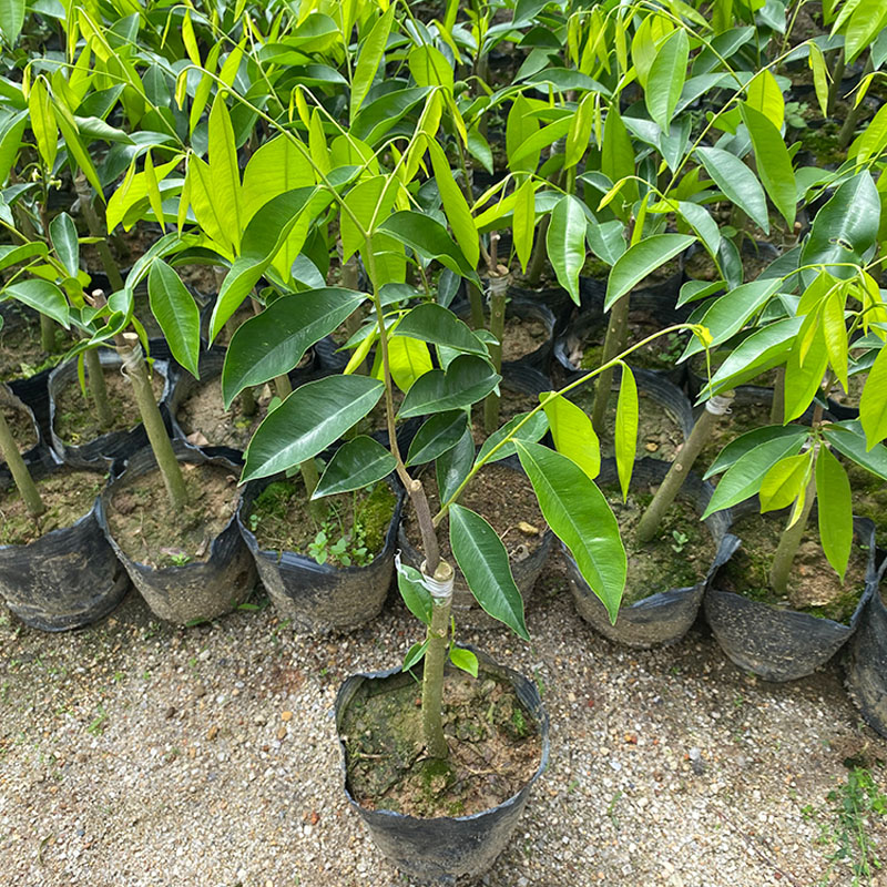 供应白奇楠沉香树苗 一代白奇楠沉香嫁接苗 基地培育 正宗奇楠品种