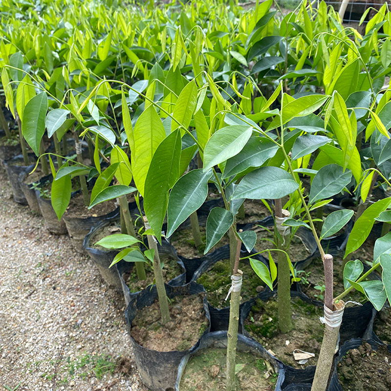 供应白奇楠沉香树苗 一代白奇楠沉香嫁接苗 基地培育 正宗奇楠品种