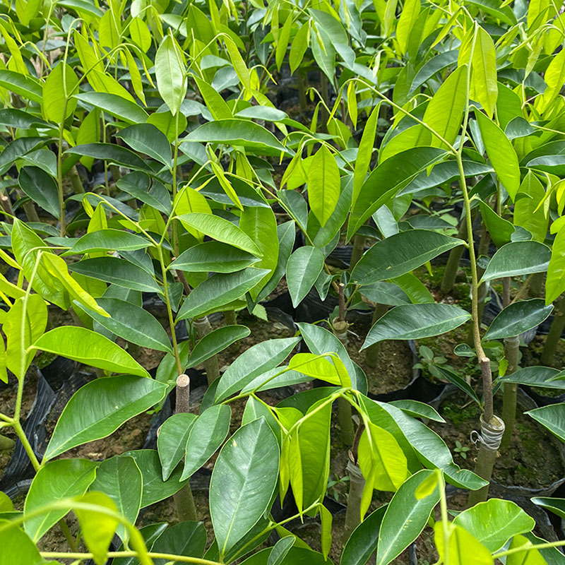 供应白奇楠沉香树苗 一代白奇楠沉香嫁接苗 基地培育 正宗奇楠品种