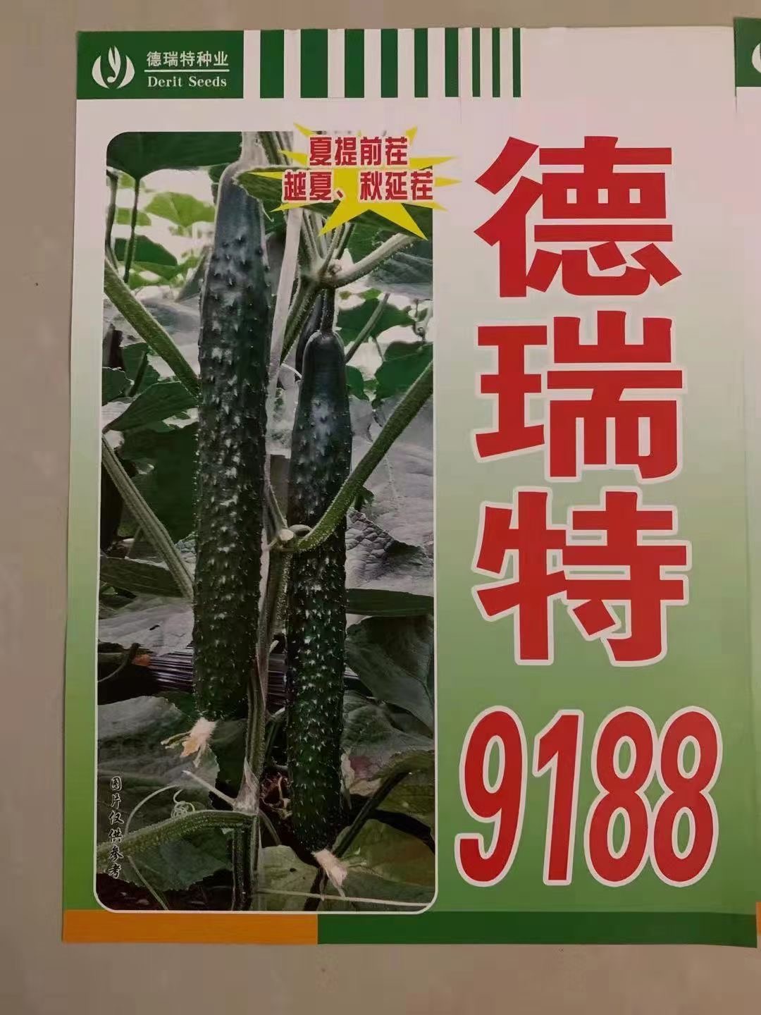 德瑞特8號黃瓜種苗德瑞特511德瑞特9188德瑞特65德瑞特178