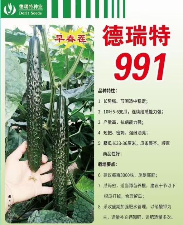 德瑞特991黄瓜种子苗子德瑞特891德瑞特751博美968