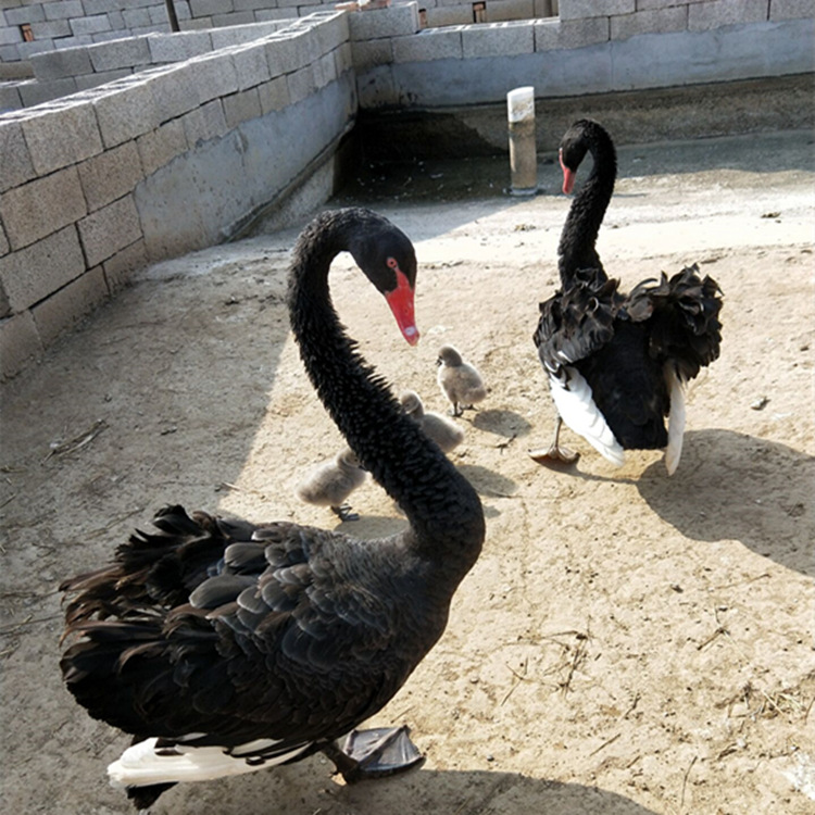 黑天鹅养殖场供应观赏黑天鹅黑天鹅种蛋批发