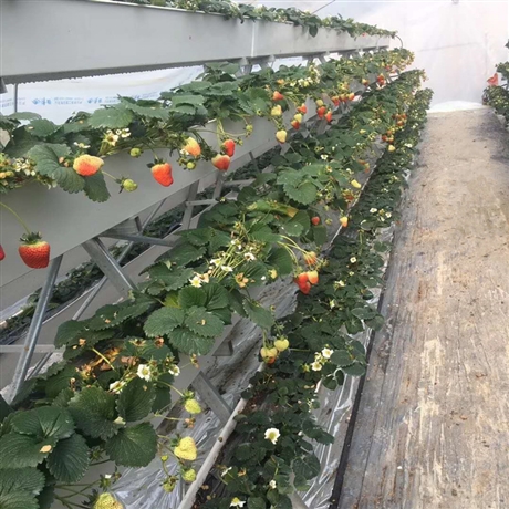 草莓立体种植槽尚霖大棚pvc草莓栽培槽厂家