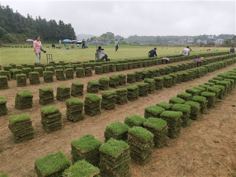 椅子圈林场开展绿化植树活动