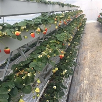 连栋大棚草莓种植槽 蔬菜栽培槽批发