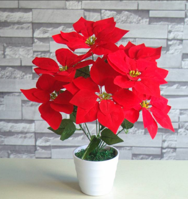 广州绿植租赁圣诞花一品红盆栽花卉真花阳台客厅吸甲醛净化空气