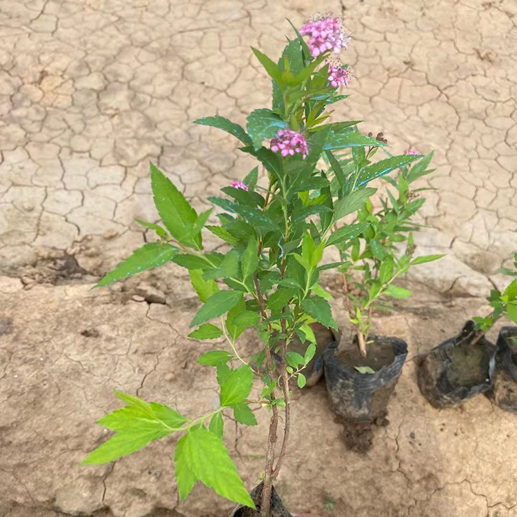粉花绣线菊 潍高 粉花绣线菊苗 粉花绣线菊价格