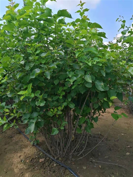 开原市红叶榆叶梅小苗