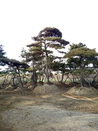 山东景松，造型景松，山东泰安造型迎客松