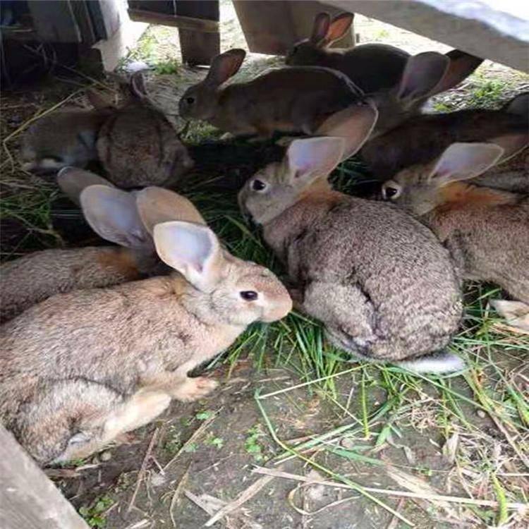 大型肉兔养殖基地合作养殖兔子包教技术包回收