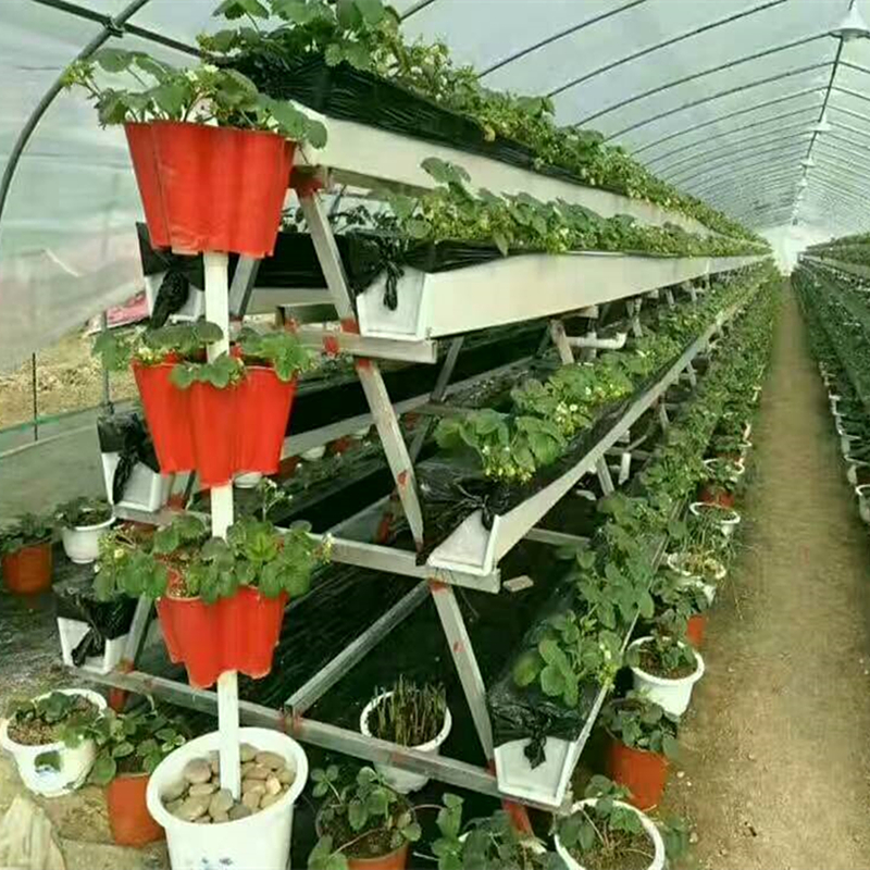 立体种植模式是种植在高出地面的培养槽内,相比于传统的地面种植来说