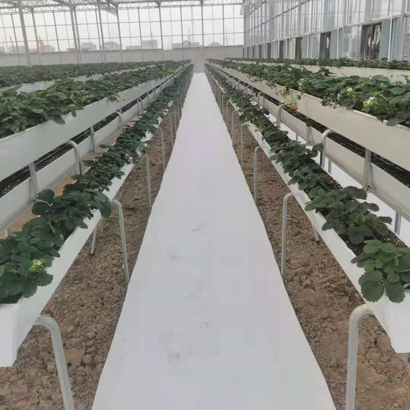 草莓立体种植槽供应商温室花卉报价表