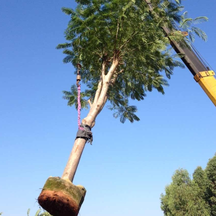 凤凰木树价格湖南云南凤凰木福建基地供应