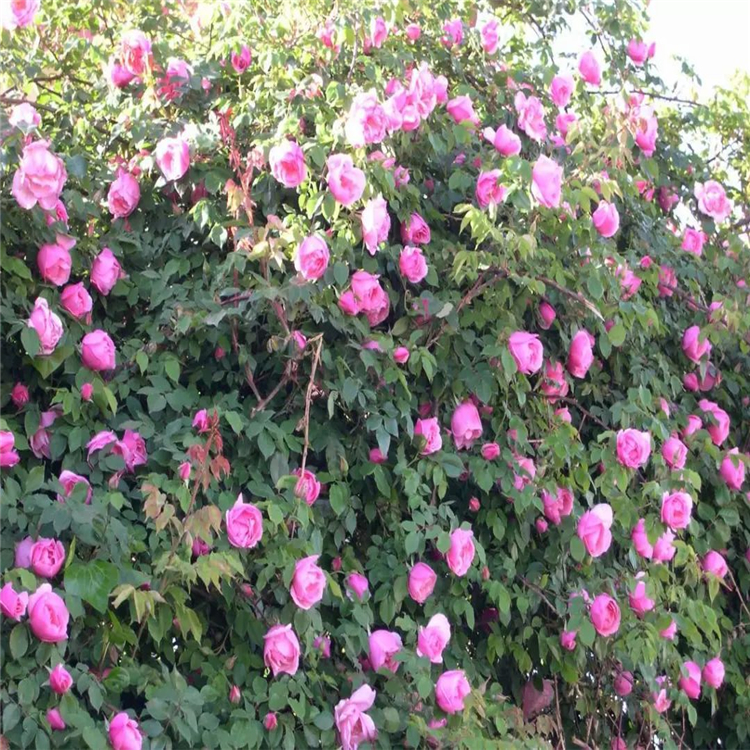 宝轩园林批发大花蔷薇粉花蔷薇价格价格推荐