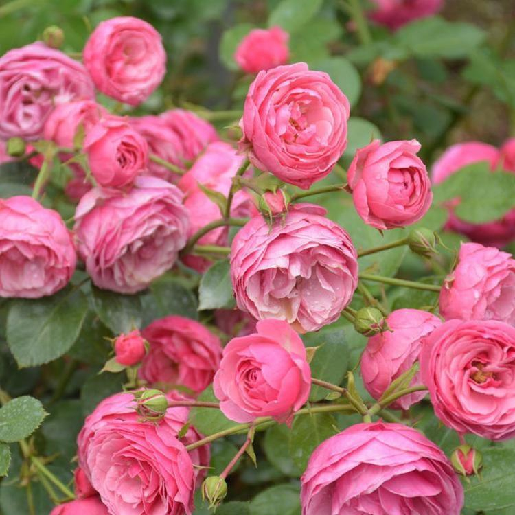 日照粉花蔷薇大花密刺蔷薇庭院观赏绿植