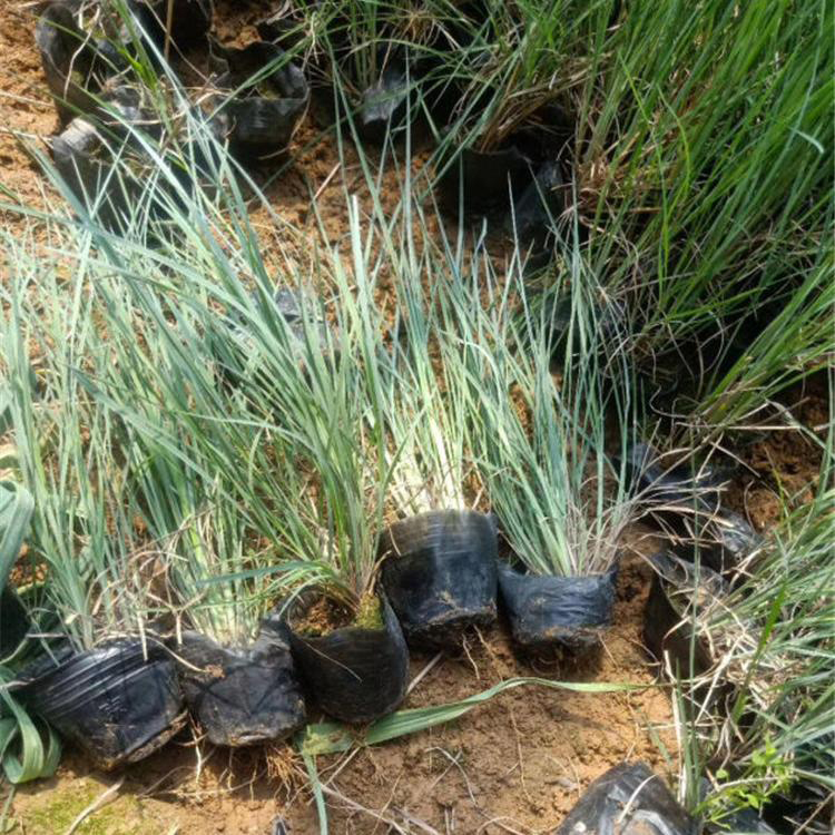 基地供应须芒草旭驰批发须芒草价格须芒草行情