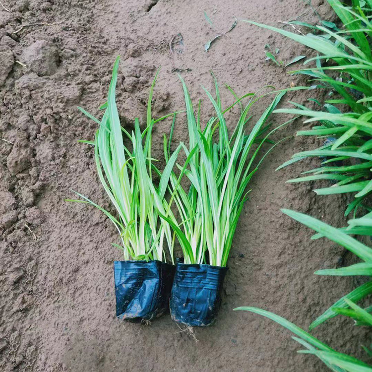 蛇鞭菊昌兴种植蛇鞭菊苗杯苗蛇鞭菊来电详询