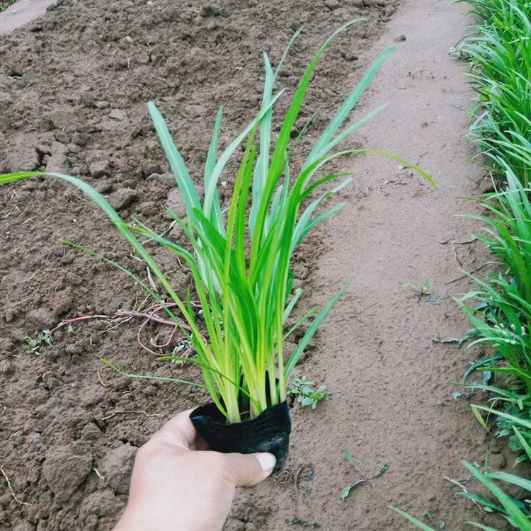 蛇鞭菊昌兴种植蛇鞭菊苗杯苗蛇鞭菊来电详询