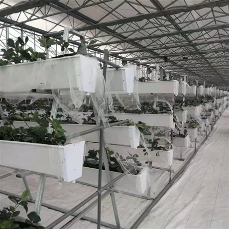 高架草莓种植槽立体种植架直供