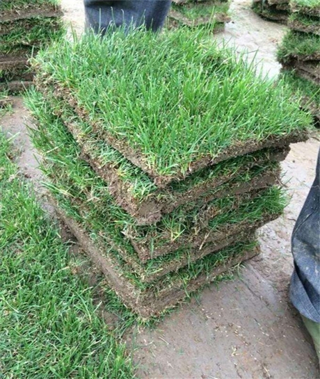 广州黄埔区台湾草卷大量出售