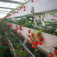 草莓种植槽 大棚草莓立体种植支架