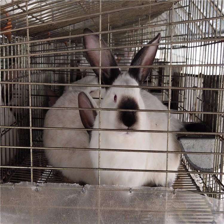 出售伊拉种兔伊拉八点黑兔包教技术包回收