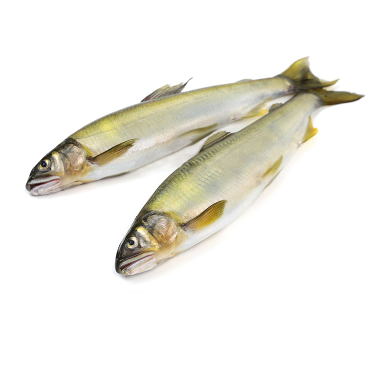 日式蒲烧烤香鱼 日本料理食材供应 日料理中西餐酒店专用