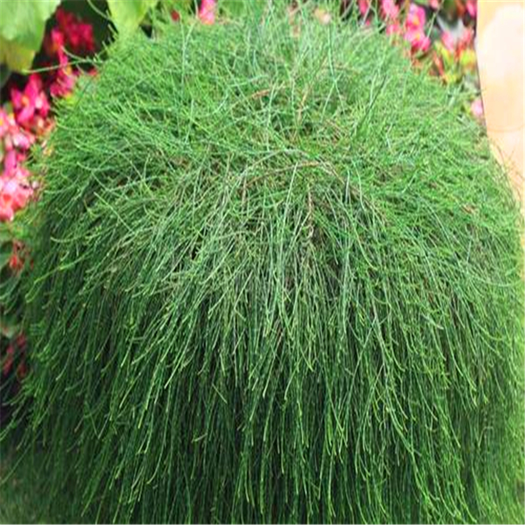 庭院绿化苗木千头木麻黄球福建木麻黄供应批发